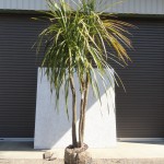 ゲ*ー様 ドラセナ・ニオイシュロラン葉先150cm【根巻き済】 ゲ*ー様 ドラセナ・ニオイシュロラン葉先150cm【根巻き済】 ゲ*ー様